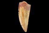 Serrated, Raptor Tooth - Real Dinosaur Tooth #159008-1